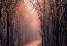 WTT重庆冠军赛落幕，国乒包揽男女单冠亚军环球时报.